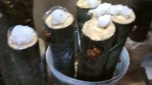 Опенок зимний  Фламмулина  Выращивание  Эксперимент Часть 1