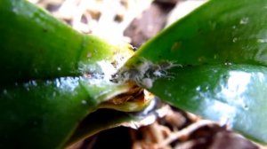 МУЧНИСТЫЙ ЧЕРВЕЦ НА ОРХИДЕЯХ // Способы борьбы