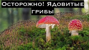 Опасные и самые ядовитые грибы в мире. Избегайте их.