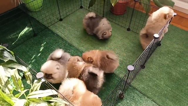 Шпицерай смотреть онлайн