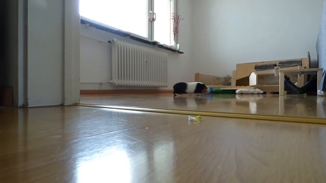 Wild Guinea Pigs VS Pet Guinea Pigs смотреть онлайн