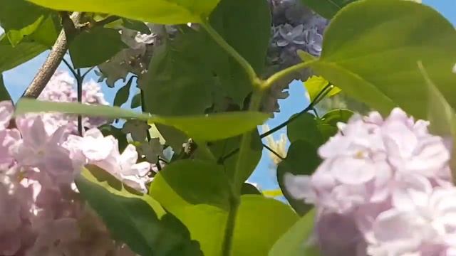 "Вечер" - стихи и фотоработы Эльвиры Игоревны смотреть онлайн