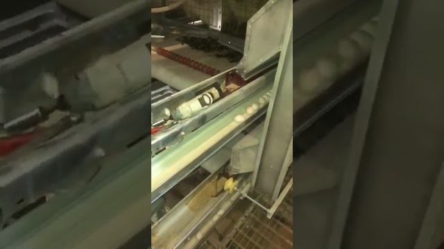 Участок сортировки яиц смотреть онлайн