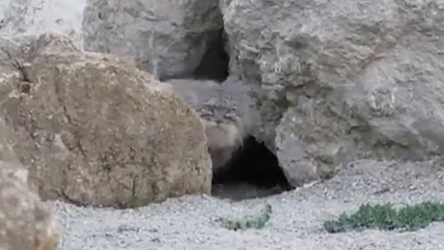 Когда к двойке приходят гости и звонят в дверь смотреть онлайн