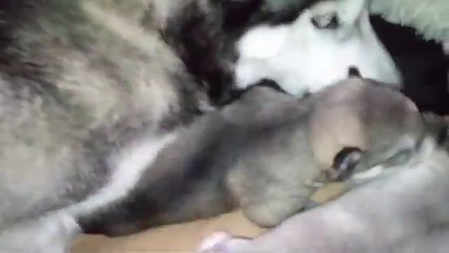 В нашей семье пополнение. У Шелби кутята. Хаски.