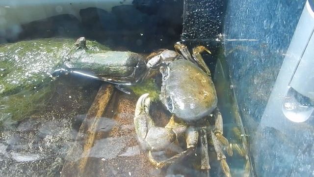 Пожиратель водорослей. смотреть онлайн