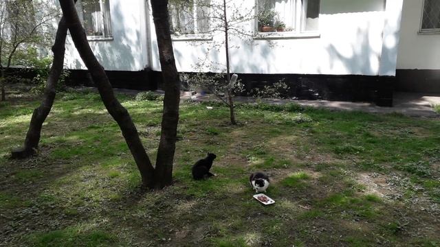 Коты это чудо! смотреть онлайн