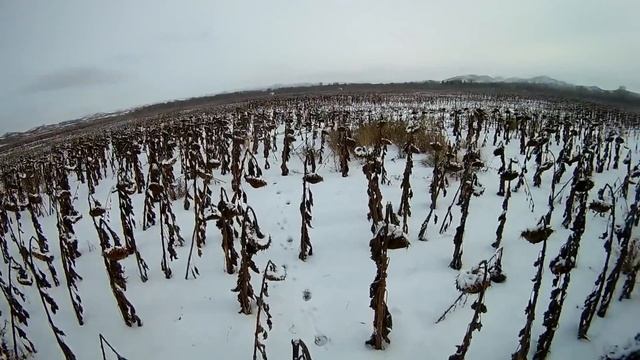 Охота на зайца в подсолнухах № 2 смотреть онлайн