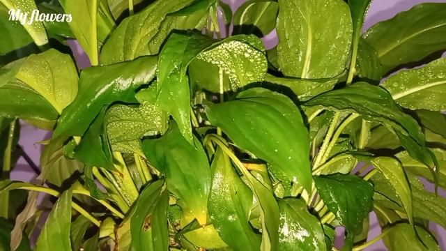 Почему не цветет Спатифиллум???? смотреть онлайн