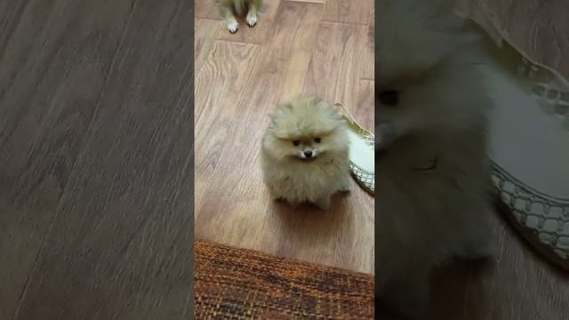 померанский шпиц девчуля) смотреть онлайн