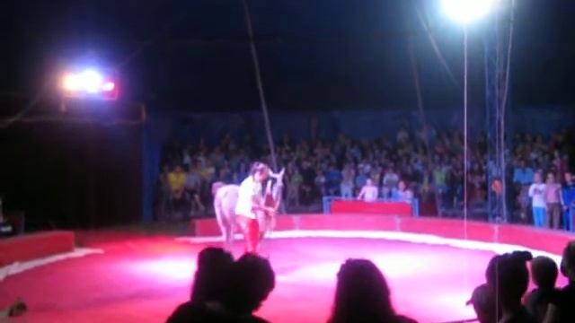 Лама на арене. смотреть онлайн