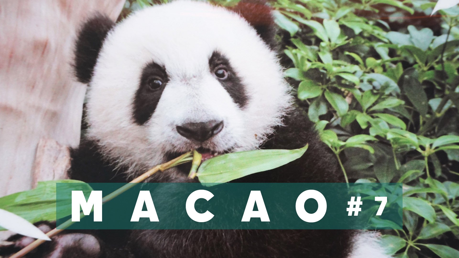 #7 МАКАО Я ВЛЮБИЛАСЬ В ПАНДУ И ПАРИЖ! Отель Parisian, рынок и цены на продукты, деревня Coloane смотреть онлайн