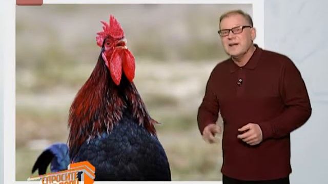 Спросите дядю Вову. Петух смотреть онлайн