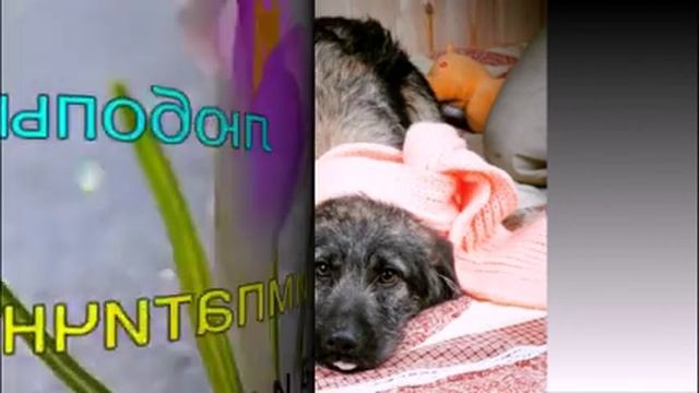 Топ 10 самых лучших и добрых собак для вас. смотреть онлайн