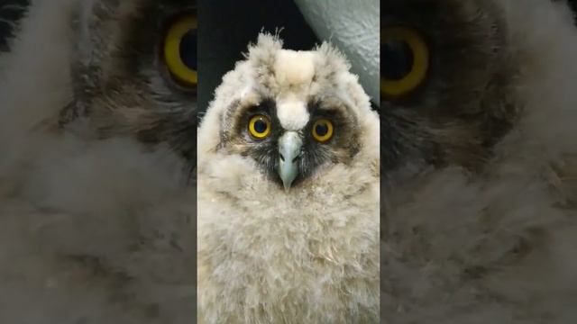 птенец ушастой совы) #ушастаясова #филин #хищныептицы #природа #сова смотреть онлайн