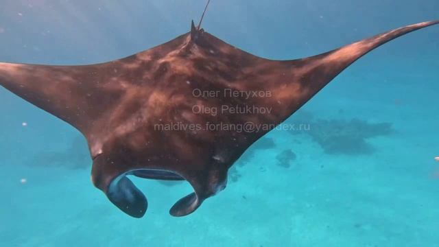 Мальдивы. Maldives. 马尔代夫。 122