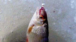 Плотва и окунь на мормышку.