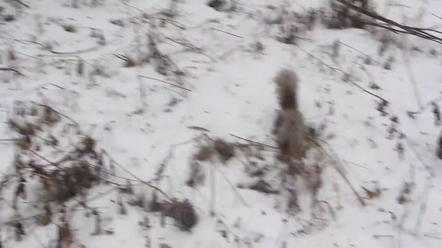 Бельчата смотреть онлайн