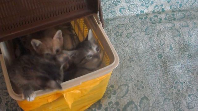 Беременная кошечка на улице, что делать смотреть онлайн
