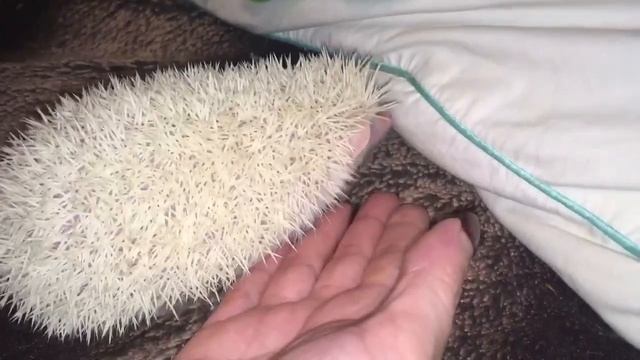 Карликовый африканский ежик. Милота! смотреть онлайн