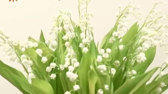 Корзина цветов "Белоснежка" от Flower-shop.ru смотреть онлайн