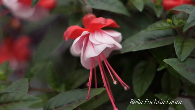 Bella Fuchsia ® Laura * - Garden Plant with Flowers all summer long! смотреть онлайн