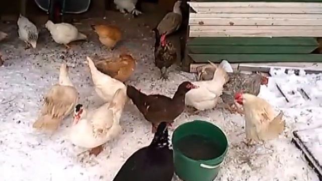 KoZa DeReZa / ОБО ВСЁМ ПО НЕ МНОГУ / НАШЕ ПОДВОРЬЕ / смотреть онлайн