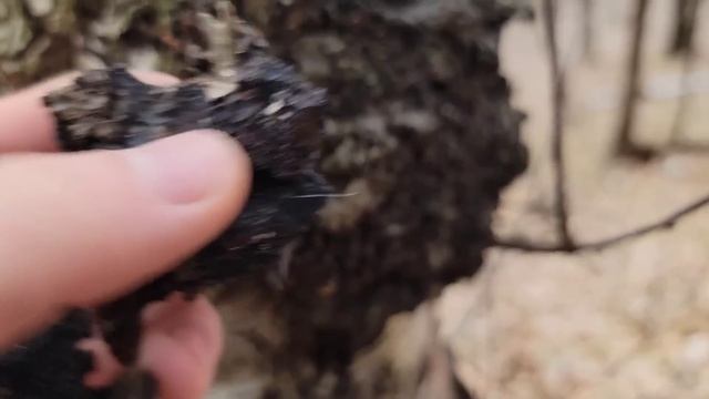 Regina Ciupercilor Medicinale- CHAGA/Aurul negru/Trebuie sa stii asta. Iți poate schimba viata!! смотреть онлайн