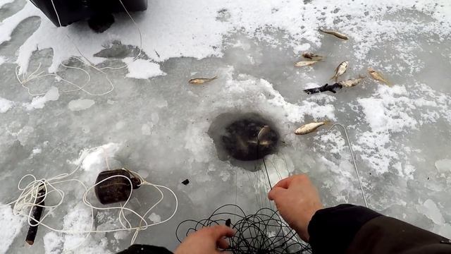 Рыбалка на перемёт! Как Зимой Поставить Перемёт на Налима ! Способ Постановки Перемёта ! смотреть онлайн