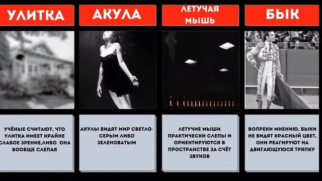 Как ВИДЯТ мир ЖИВОТНЫЕ смотреть онлайн