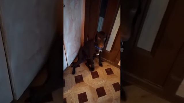 Курцхар один дома смотреть онлайн