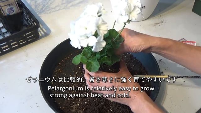 寄せ植え❣冬に植える白×シルバー☃White Winter Container★（2019.11.01作）