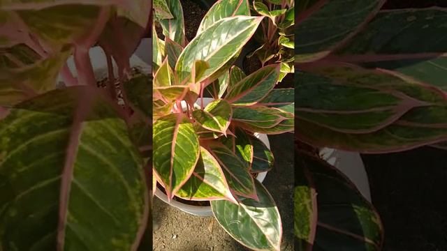 "RUMAH KEMBANG MAJENANG"(10 April 021) смотреть онлайн