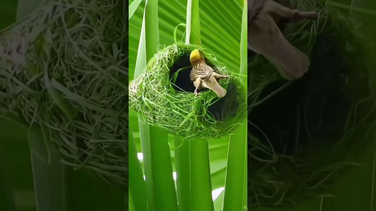 a bird builds a nest (птица вьёт гнездо) смотреть онлайн