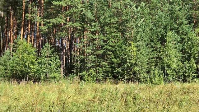 Пение кузнечиков смотреть онлайн