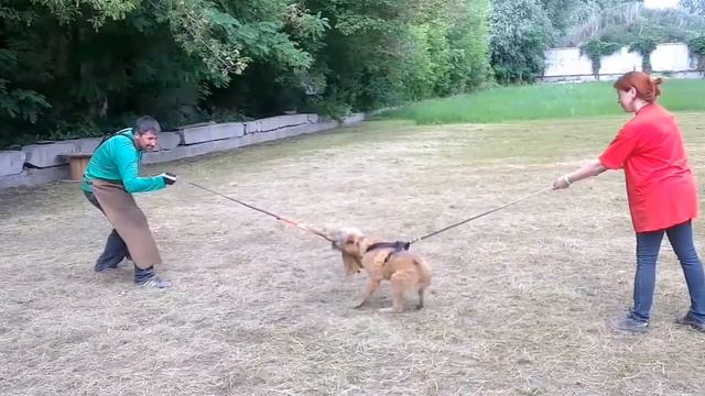 Lakenois Haslan Quendi Rivendell смотреть онлайн