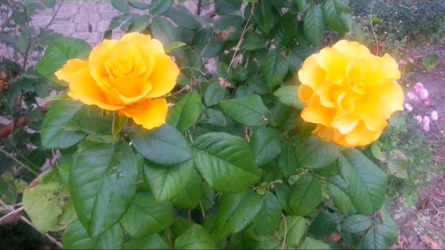 Добрый день! Хорошего настроения! смотреть онлайн