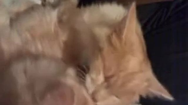 Ozzy & Герпес смотреть онлайн