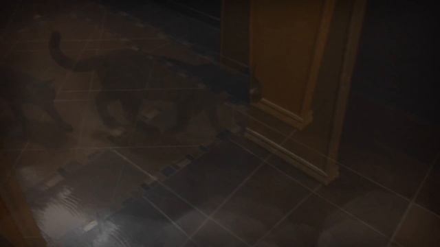 Сервала и котёнок Чаузи F1 Black? Питомник SoulCats? смотреть онлайн