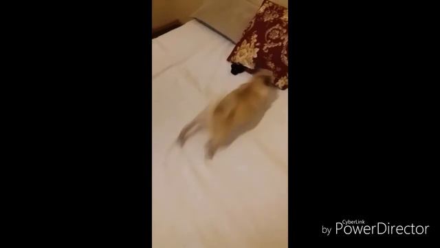 Мой мопс бесится смотреть онлайн