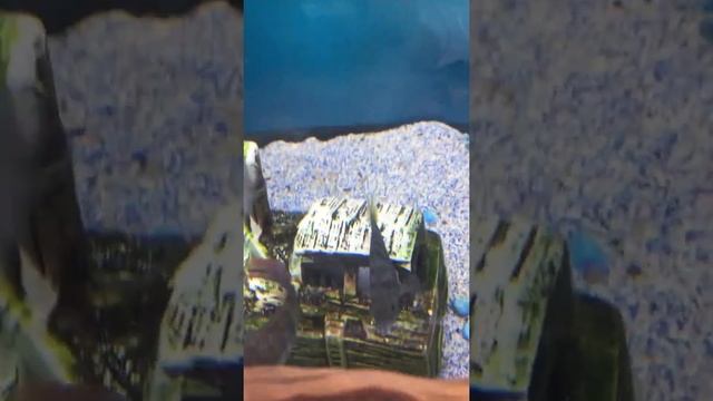 Sajica cichlids смотреть онлайн