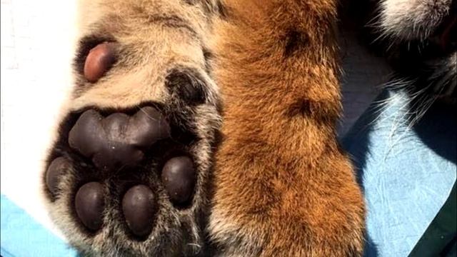 Эта коробка стояла в аэропорту 7 дней, пока в щель не заглянули. Это надо видеть… смотреть онлайн