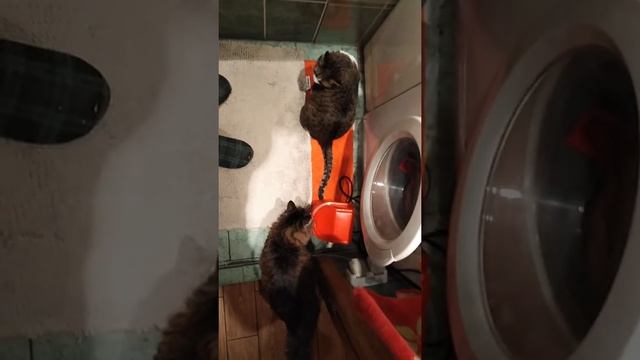 Кошки в ванной смотреть онлайн
