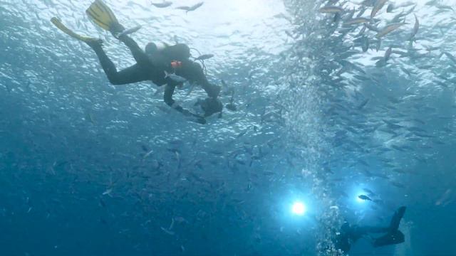 German Channel Dive with Dustin Adamson смотреть онлайн