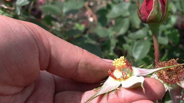 Правильный бутон розы для скрещивания! смотреть онлайн