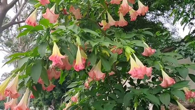 Angel's trumpet flower plant care || Brugmansia plant смотреть онлайн