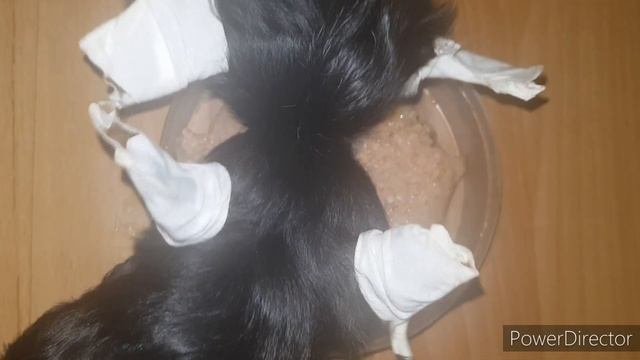 Ставим ушки йорку смотреть онлайн