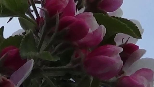..Сирень смотреть онлайн