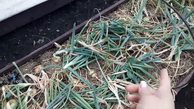 ПОСЕЙТЕ ЭТО В ИЮЛЕ И ВСЮ ОСЕНЬ БУДЕТЕ С ВИТАМИНАМИ!!! смотреть онлайн