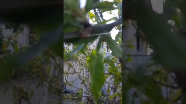 деревья нашего двора смотреть онлайн